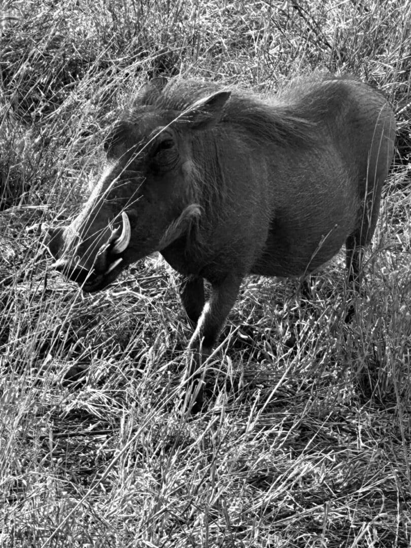 Black and white photo of a warthog.