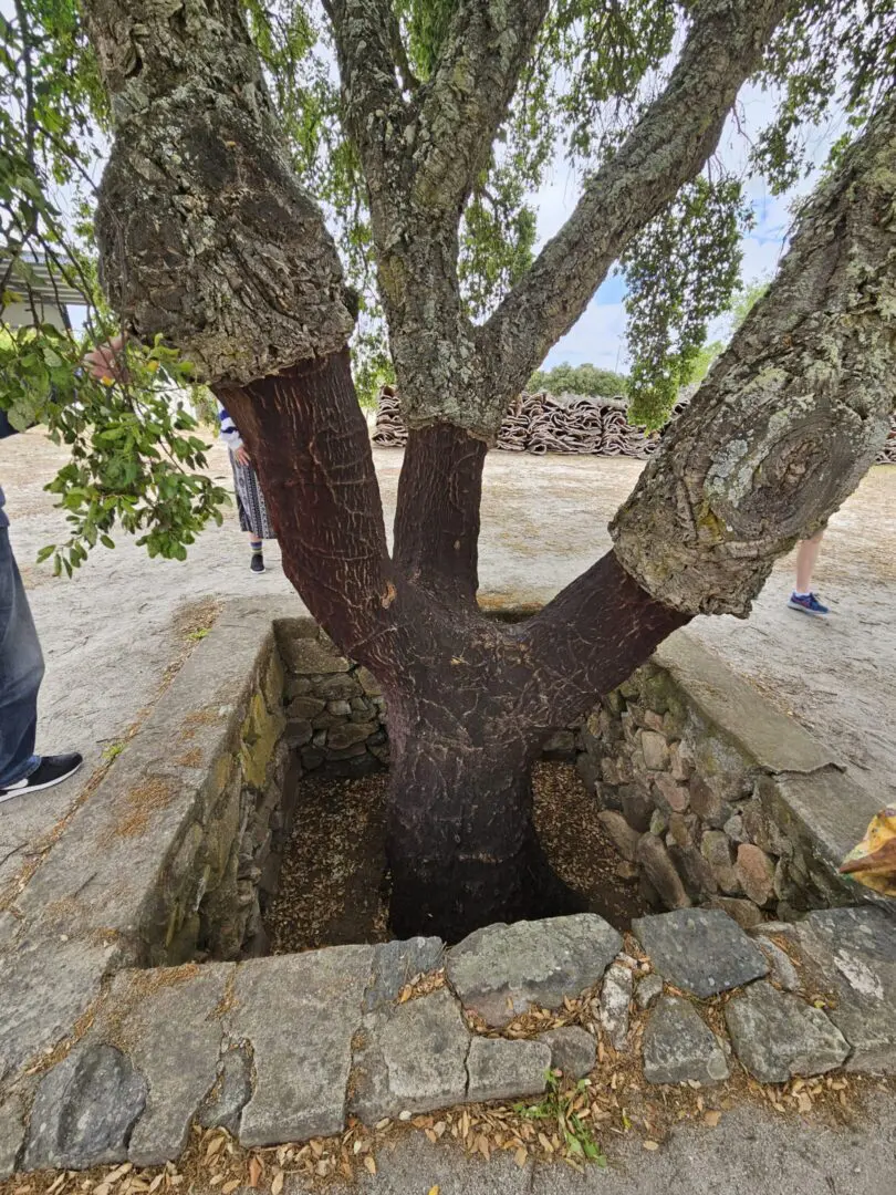 Cork oak tree with thick trunk surrounded by stones.