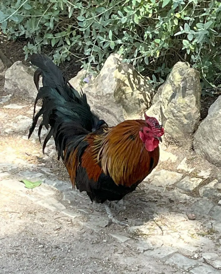 Rooster with red comb standing on rocks.