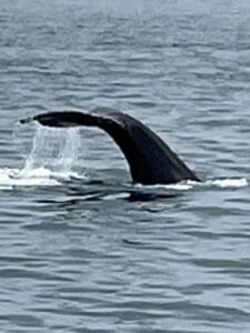 Whale tail emerging from ocean water.